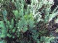 Euphorbia pithyusa subsp. pithyusa